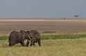 058 Kenia, Masai Mara, vechtende olifanten